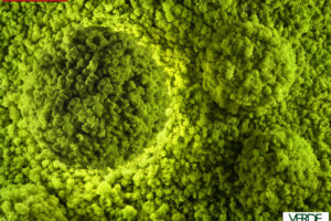 wandverkleidung_pflanze_mosswall_boiserie_round_wasabi_moos_moos-paneele_wohn-room