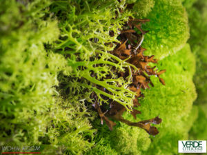wandverkleidung_pflanze_fusion_wasabi_moos_wohn-room