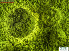 wandverkleidung_pflanze_mosswall_round_wasabi_moos_verdeprofilo_moospanel_mooswand_wandmoos_interior-design_greenwall_wohn-room