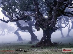 wandverkleidung_wallpaper_ghost_line_fototapete_vliestapete_komar_wohn-room